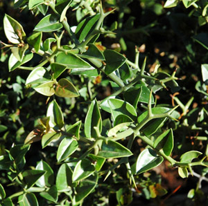 Carissa bispinosa